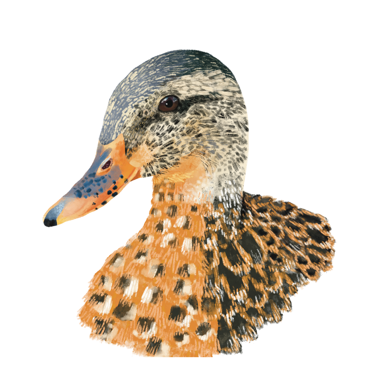MuckyDuck